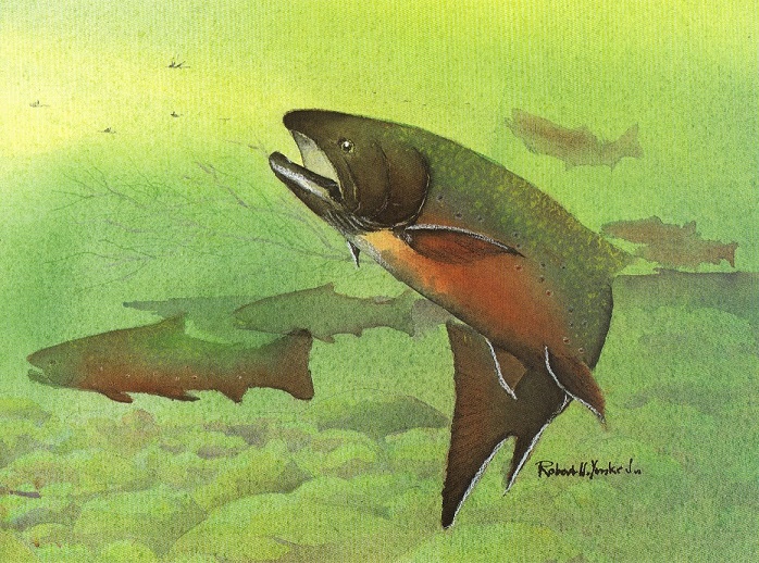 watercolor painting of a brook trout